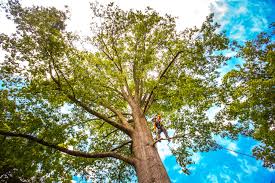 How Our Tree Care Process Works  in  North Alamo, TX