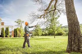 Best Lawn Grading and Leveling  in North Alamo, TX