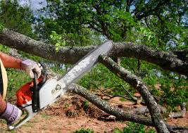 Best Aeration Services  in North Alamo, TX