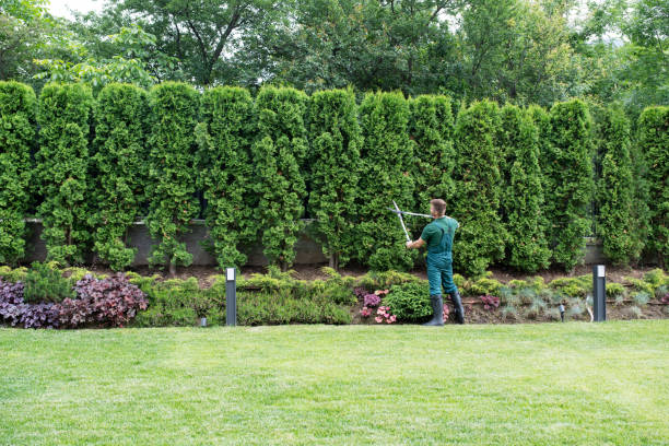 Best Tree Maintenance Programs  in North Alamo, TX