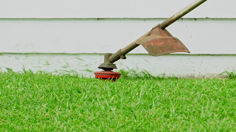  North Alamo, TX Tree Services Pros