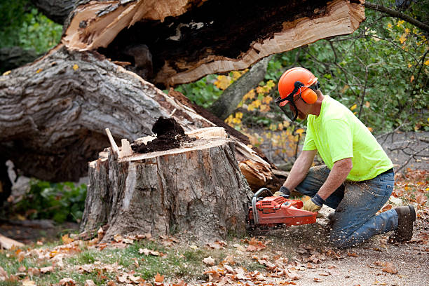 Best Tree Health Inspection  in North Alamo, TX