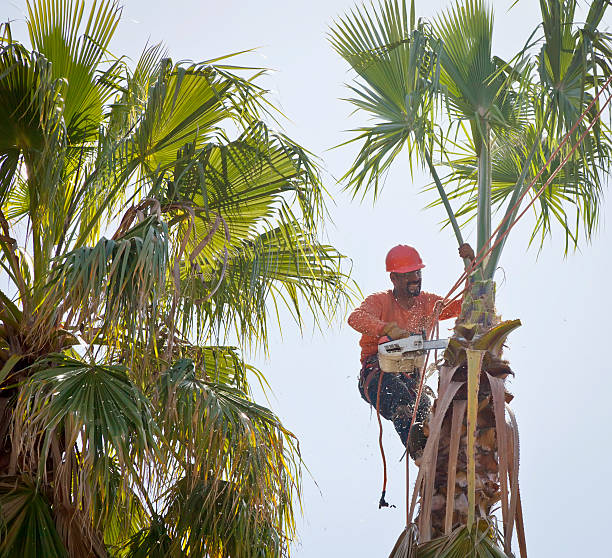 Reliable North Alamo, TX Tree Services Solutions