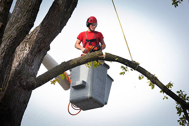 Best Arborist Consultation Services  in North Alamo, TX
