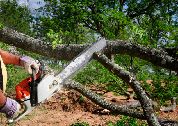 Best Lawn Irrigation Installation and Maintenance  in North Alamo, TX