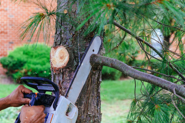 Best Tree Risk Assessment  in North Alamo, TX